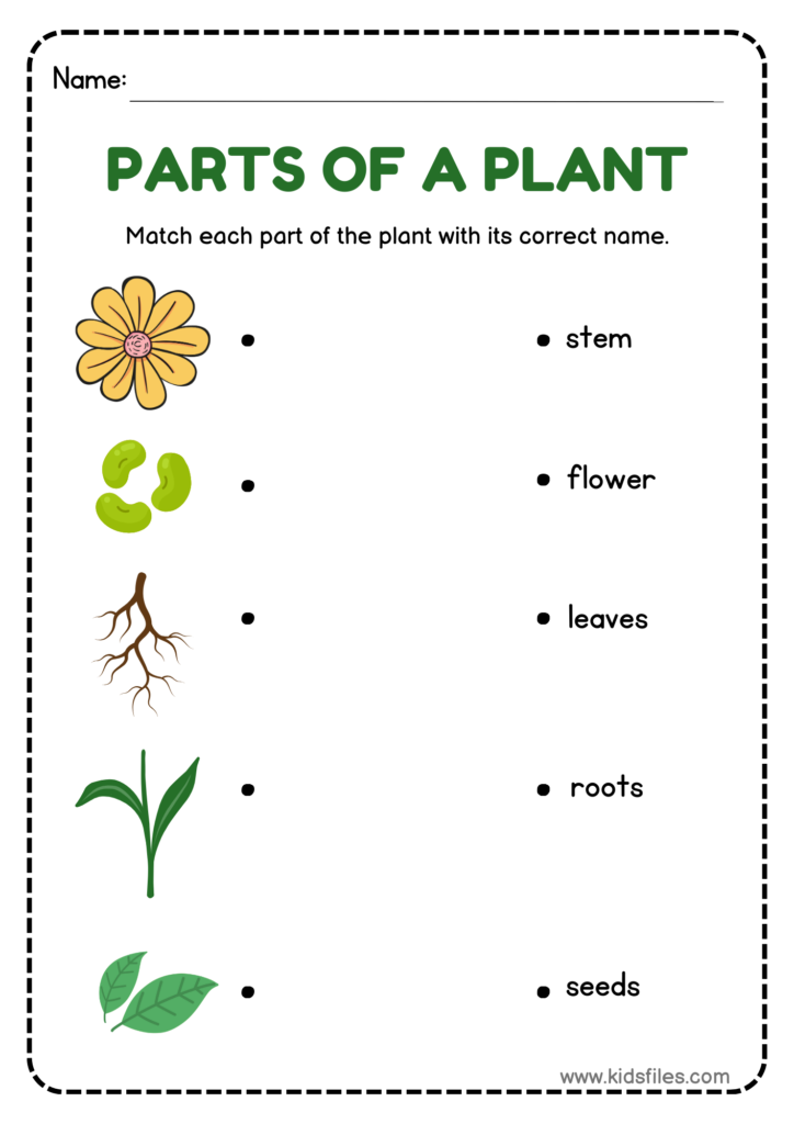 Parts of a Plant printable matching worksheet for preschool and kindergarten