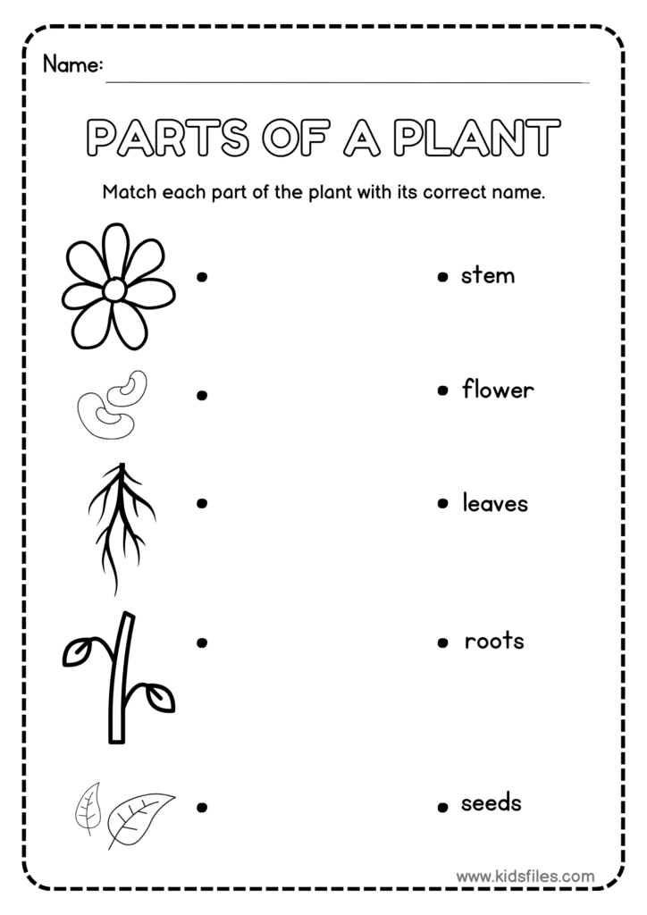 Parts of a Plant printable matching worksheet for preschool and kindergarten black and white