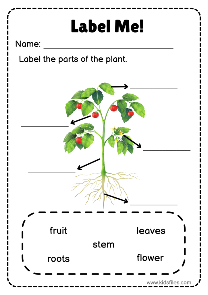 Parts of a Plant labeling worksheet for preschool and kindergarten students.
