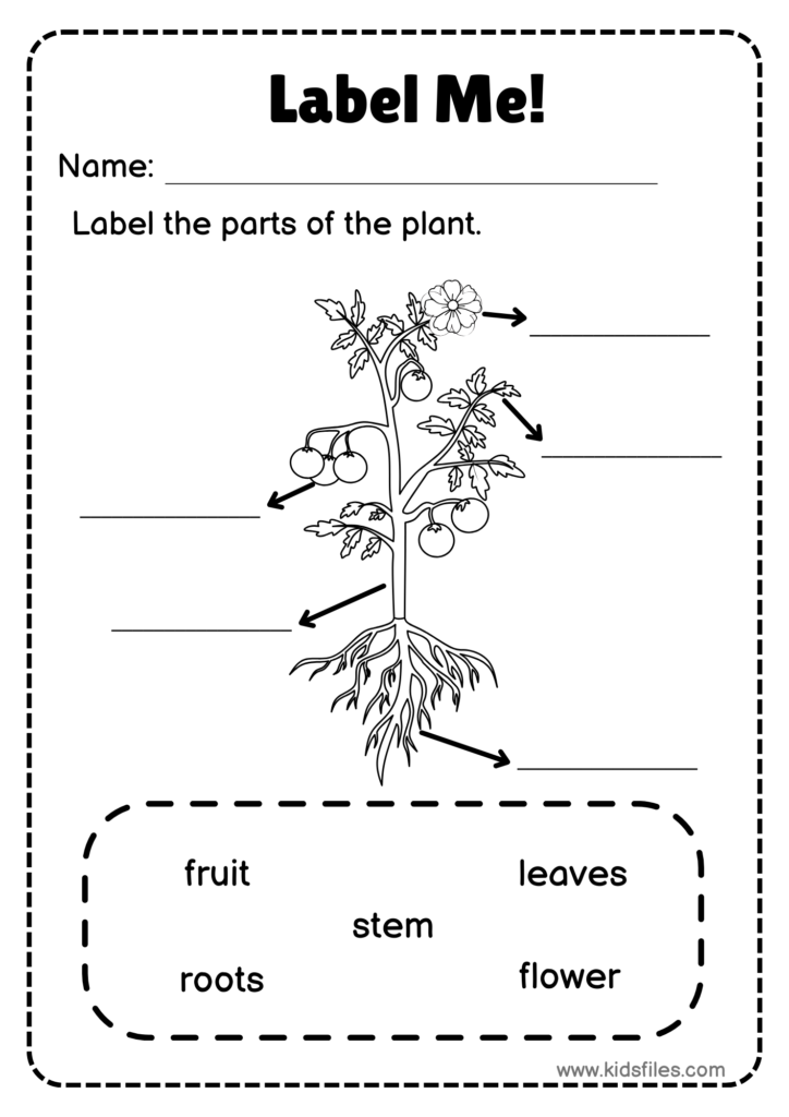 Parts of a Plant labeling worksheet for preschool and kindergarten students. black and white
