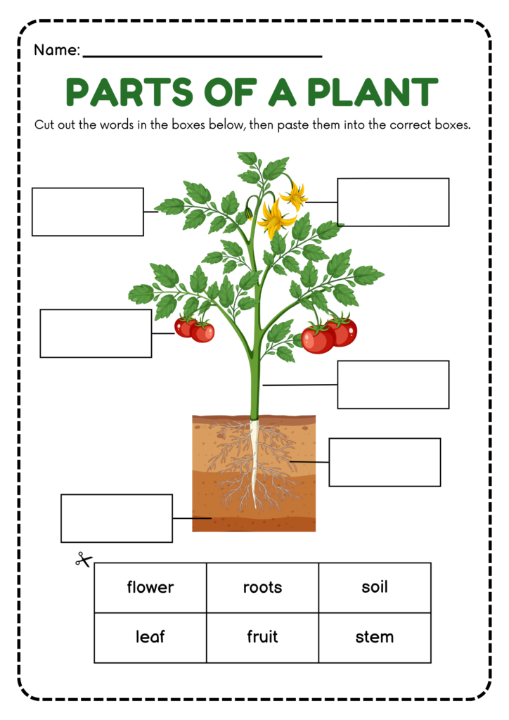 Parts of a Plant cut-and-paste labeling worksheet for preschool and kindergarten